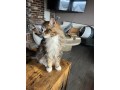 maine-coon-male-small-3